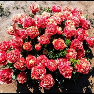 Meet your Posher, Cloe